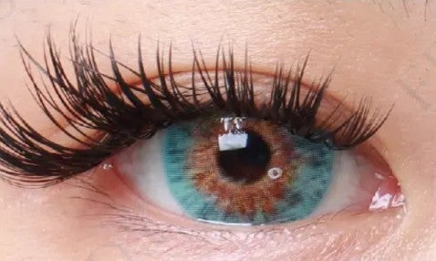 Marie Antoinette Blue- 1 Year